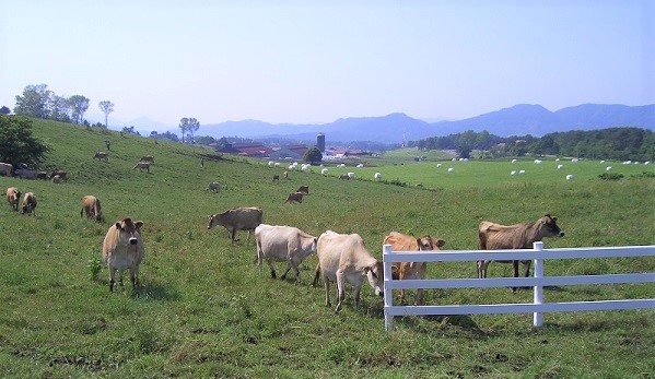 蒜山高原